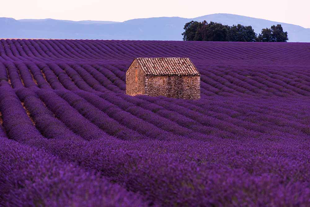 Plateau de Valensole